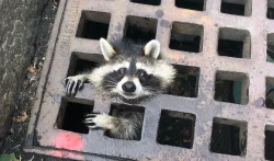 A raccoon got its head stuck in a sewer grate. Freeing it was ‘quite the operation.’