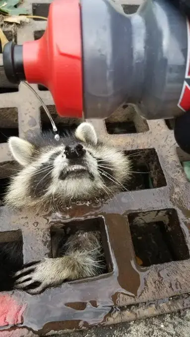 A raccoon got its head stuck in a sewer grate. Freeing it was ‘quite the operation.’