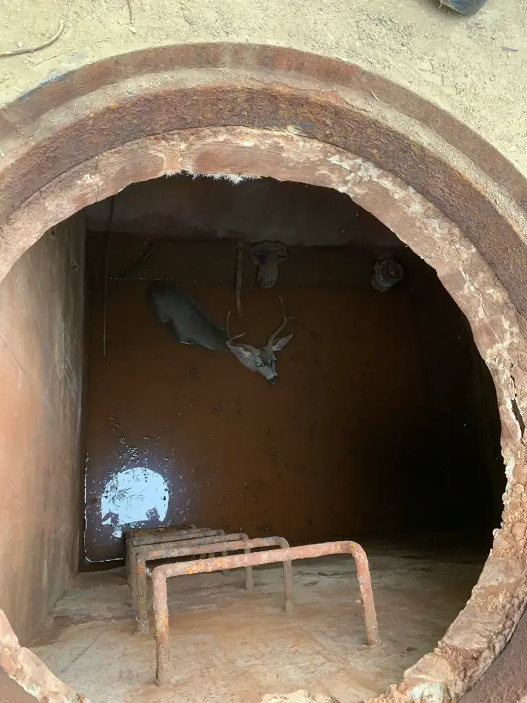 Oakland fire crew rescues deer stuck in a well submerged in water up to its neck