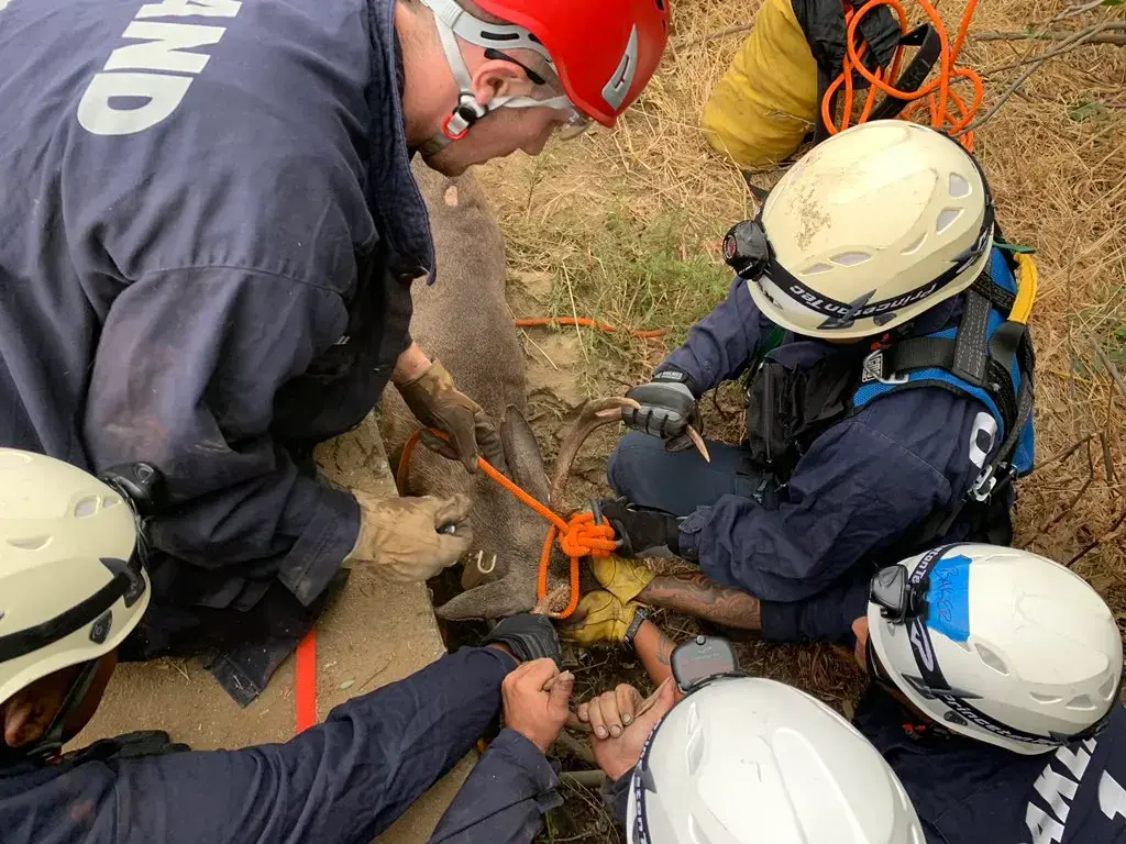 Oakland fire crew rescues deer stuck in a well submerged in water up to its neck