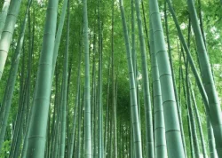 Bamboo – The largest member of grass family