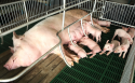 Trace elements premix for sows