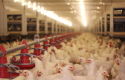  Trace elements premix chicken feeds for broilers