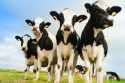 Mineral premix for dairy cows