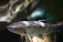 Premix for freshwater fish
