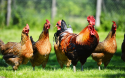 Trace Elements Premix Chicken Feeds for Breeders