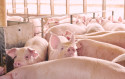 Part two Organic & Inorganic premix for growing-finishing pigs-0.1%