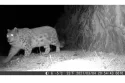 An overview of Trail wildlife camera