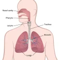 Efectos del vapeo en las células pulmonares: un estudio exhaustivo