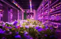 Cables and Connectors of Power Cable Solutions for Vertical Farming