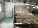 Drying of bergamot tablets