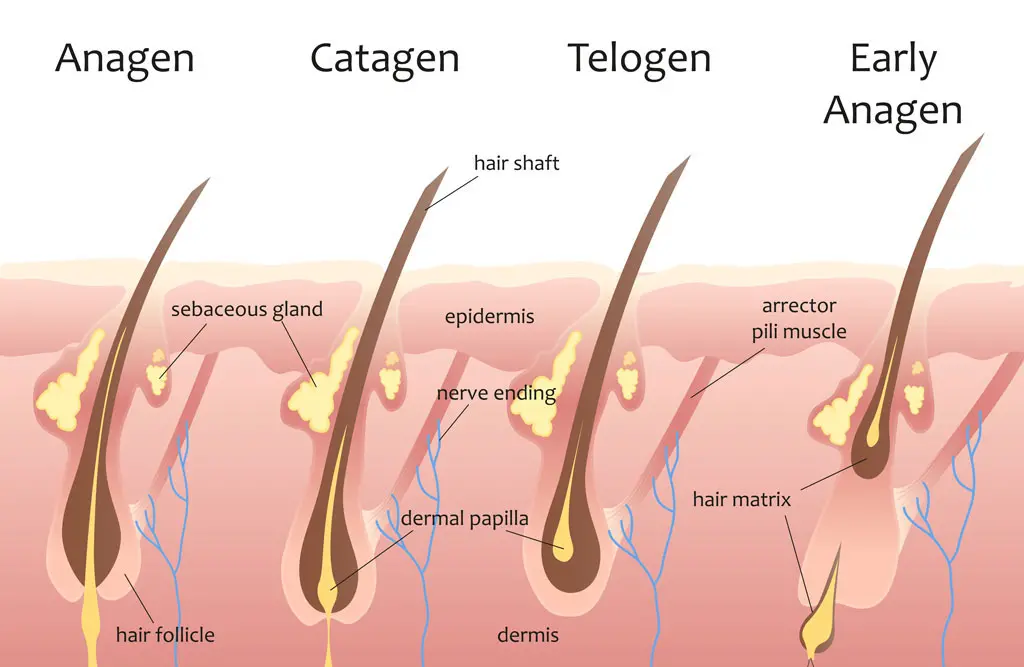 hair removal cycles